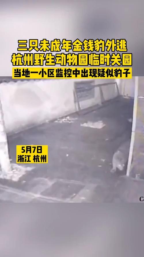 澳门最精准免费资料大全旅游景点和杭州金钱豹外逃4年与杭州金钱豹外逃视频