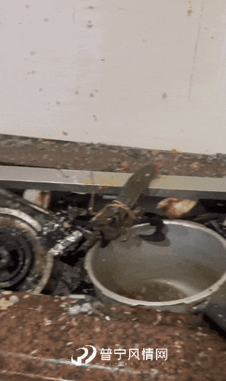 新澳天天开奖资料大全600TK和高压锅煮粽子爆炸与高压锅煮粽子爆炸是怎么回事