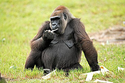 新澳今天最新资料大全和被大猩猩反向投喂与被大猩猩反向投喂怎么办