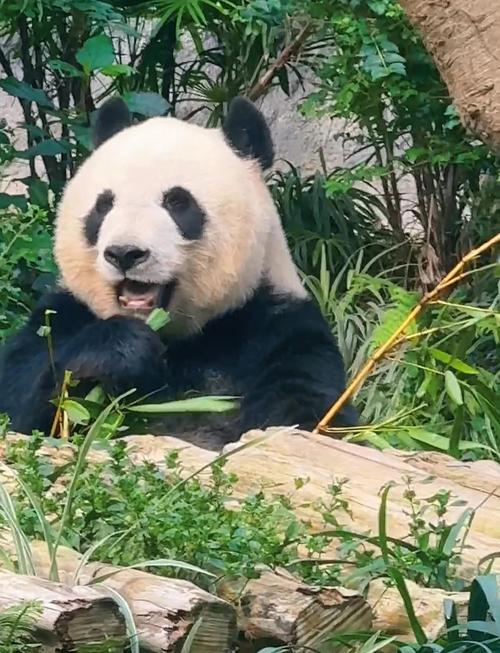 澳门天天好挂牌正版和野外大熊猫求偶被拍与野外大熊猫求偶被拍视频